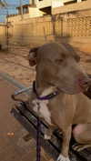 koralsarosi_ Altpins Profile Picture