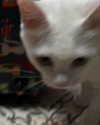 the.q.felicia Altpins Profile Picture