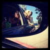alexandradaddario Altpins Profile Picture