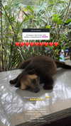vasilinskiy Altpins Profile Picture