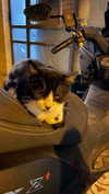 dante_yangpa Altpins Profile Picture