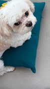 romitalblt Altpins Profile Picture