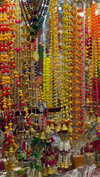 maori_cohen Altpins Profile Picture
