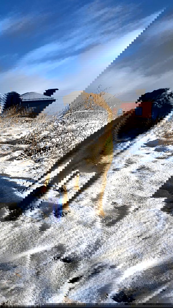 nyityam nyityam archive image