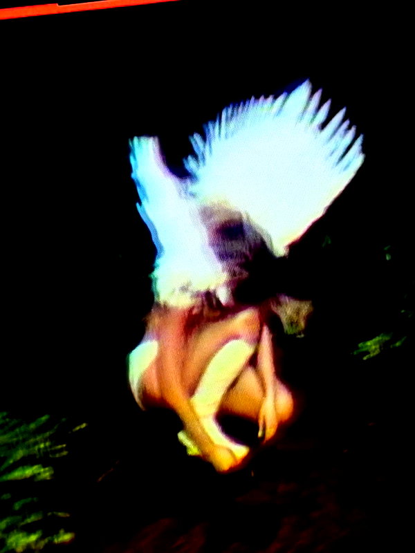 tatemcrae instagram image archive image