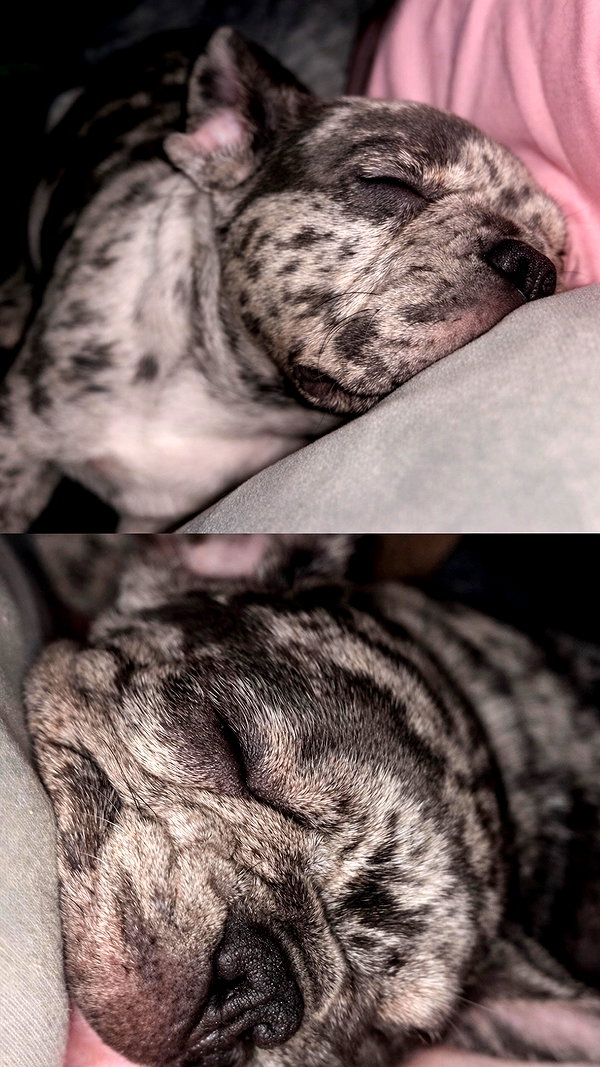 rott3nbambi instagram image archive image