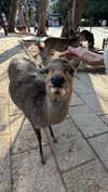 lollinski Altpins Profile Picture