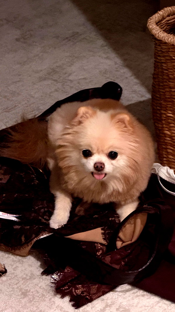 Archived image from @sssniperwolf on Instagram
