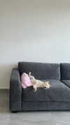 liron_vaitzman Altpins Profile Picture