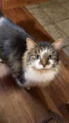 leonanaomii Altpins Profile Picture