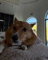 missbrisolo Altpins Profile Picture