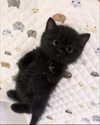 nikoleta.milenova Altpins Profile Picture