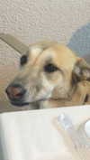 moonliliaght Altpins Profile Picture