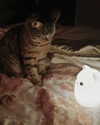 milena_milachich Altpins Profile Picture