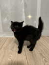 firedancer121 Altpins Profile Picture