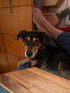 sophielaurenxxo Altpins Profile Picture
