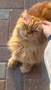 liiza_maarchuk Altpins Profile Picture