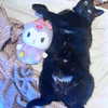 hellokittyangel666 Altpins Profile Picture