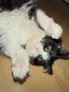 catl0verr69 Altpins Profile Picture