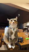 darkstar_mia Altpins Profile Picture