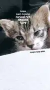 moonyyyya Altpins Profile Picture