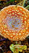 aleiisha.piixiie Altpins Profile Picture