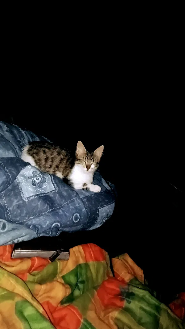 moonyyyya moonyyyya archive image