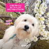 harimpetfood Altpins Profile Picture