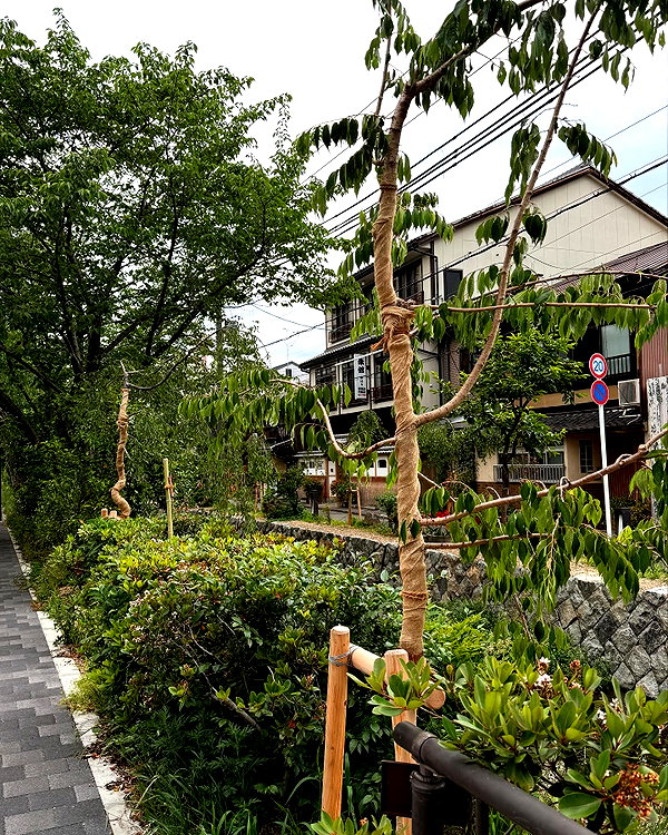 rosessativa instagram image archive image