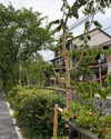 rosessativa Altpins Profile Picture