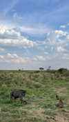 maori_cohen Altpins Profile Picture