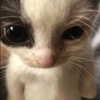 pavuk1_0 Altpins Profile Picture