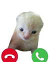 ellaexplicit_ Altpins Profile Picture
