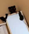 xombunni Altpins Profile Picture