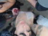 bentevviolet Altpins Profile Picture