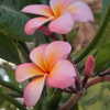 avital_1010.2003 Altpins Profile Picture