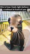 carmaxlla Altpins Profile Picture