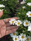 jariya_k_luban Altpins Profile Picture