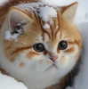 caradelevingne Altpins Profile Picture