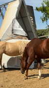 efrat_elmalich Altpins Profile Picture