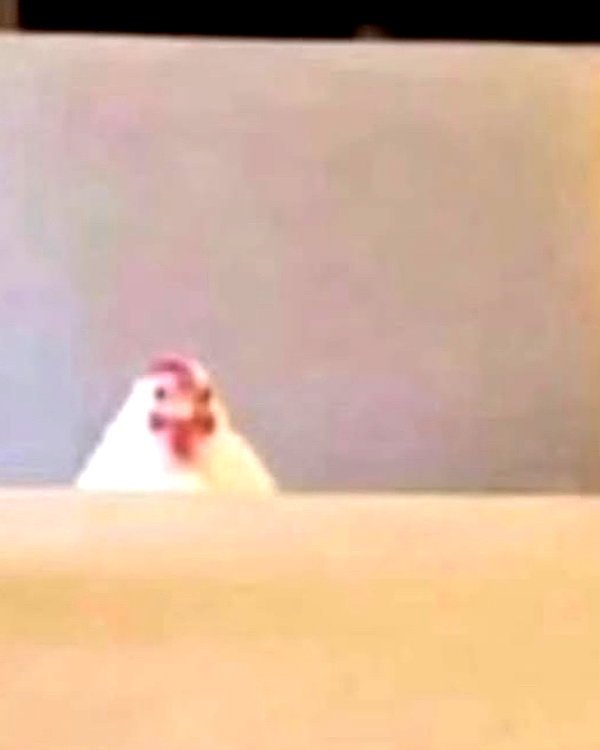 peachtoot.plz instagram image archive image