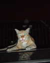 bad.toy Altpins Profile Picture