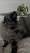 nina.kxs Altpins Profile Picture