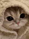 ellaexplicit_ Altpins Profile Picture
