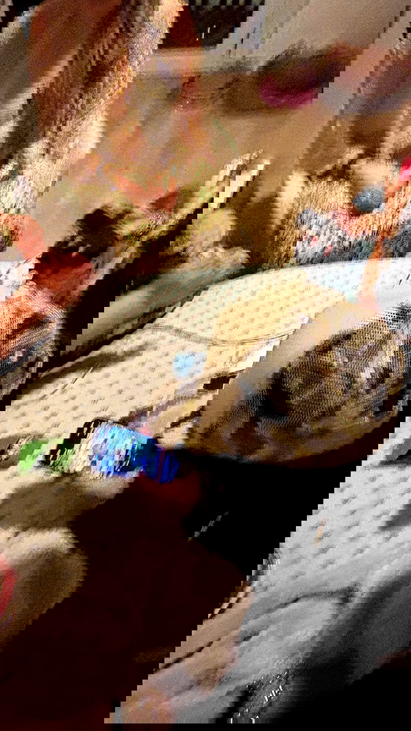 mosssaico mosssaico archive image