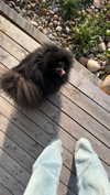 ptpchik Altpins Profile Picture