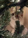 catl0verr69 Altpins Profile Picture
