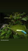 babynympho_archive Altpins Profile Picture