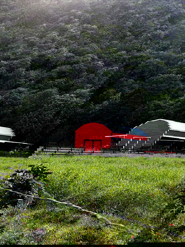 mosssaico mosssaico archive image