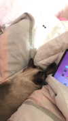 tiny.eviluv Altpins Profile Picture